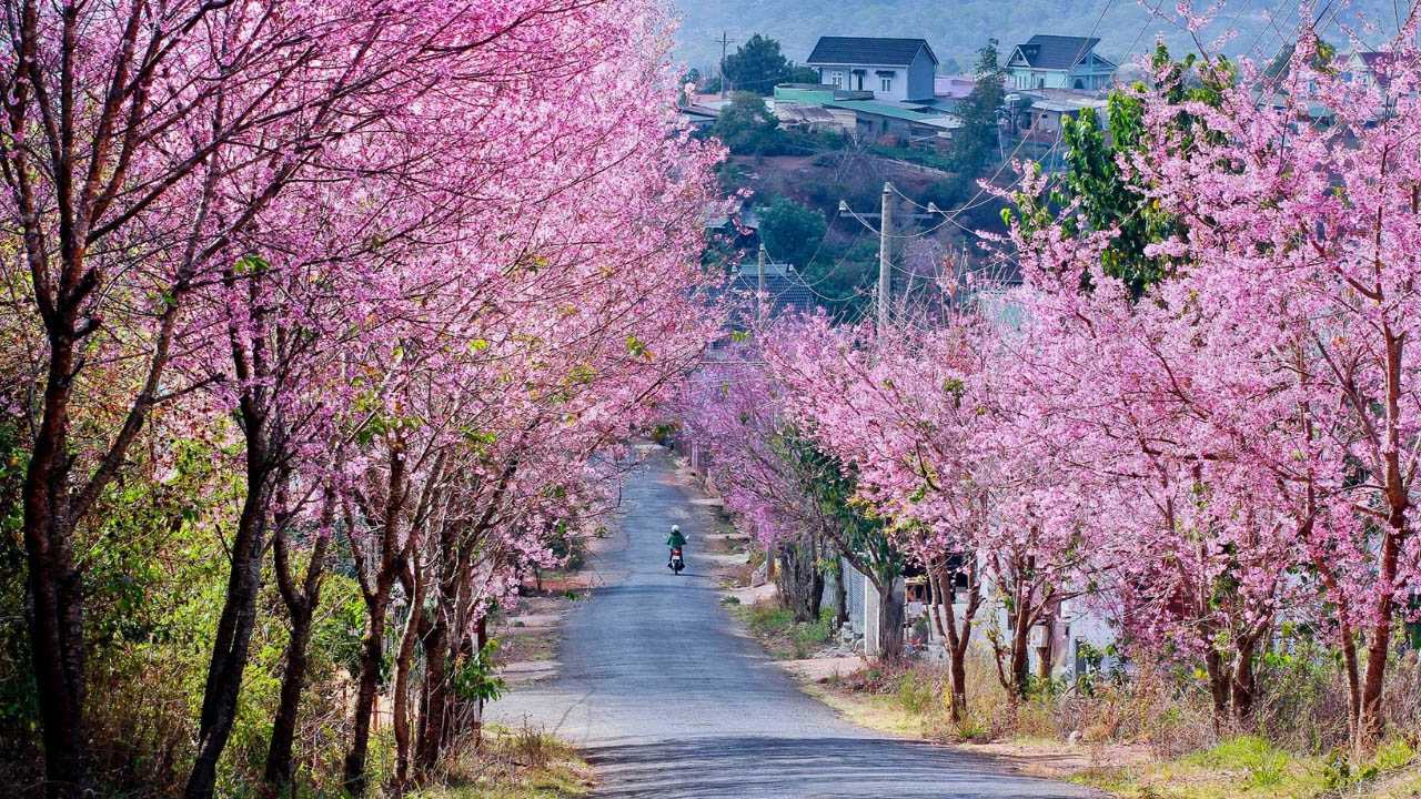 Mai anh đào dấu hiệu mùa xuân tây nguyên