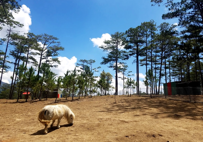 ZooDoo Đà Lạt