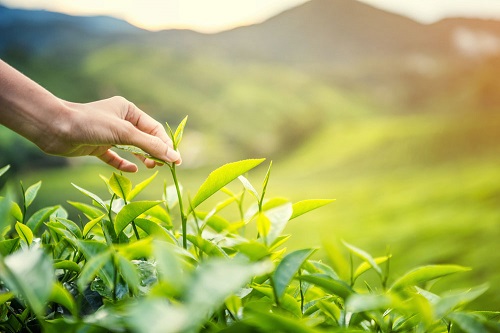 chè thái nguyên, đặc sản thái nguyên