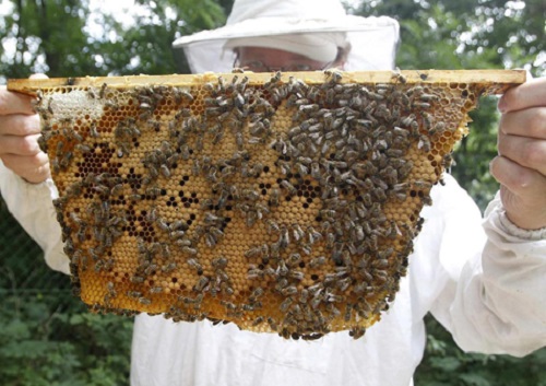 nuôi ong lấy mật thái nguyên