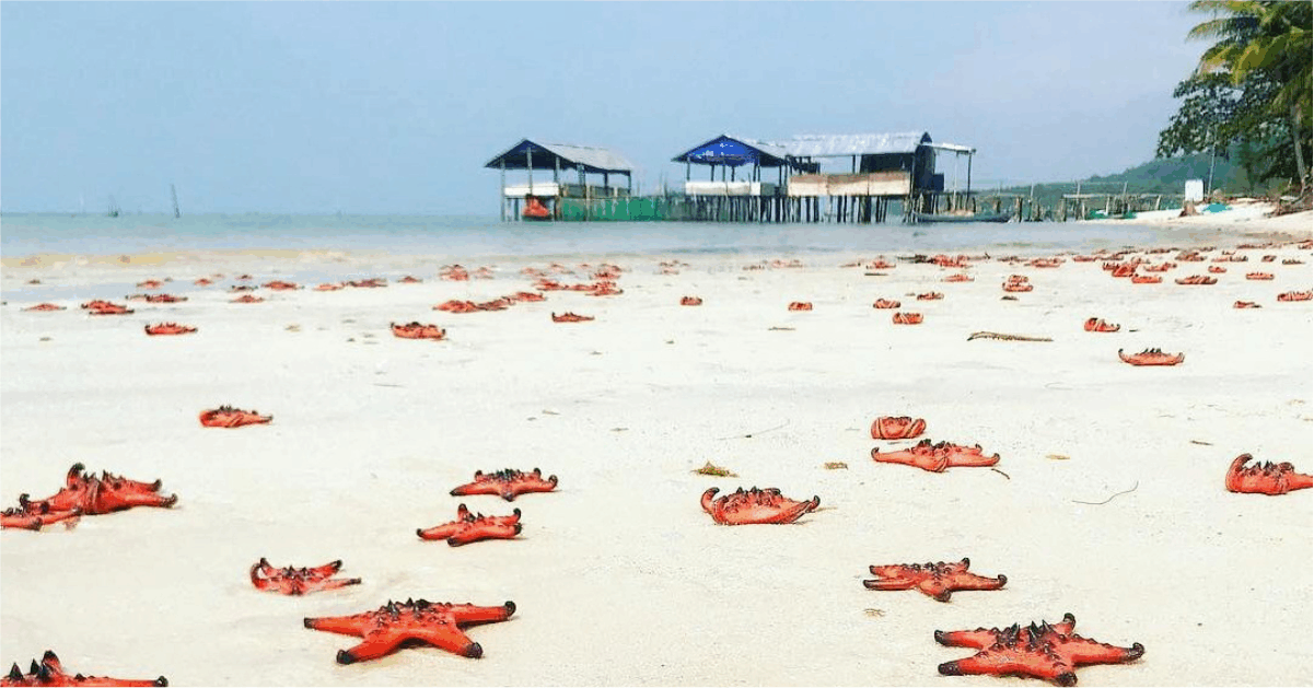 sao biển tại bãi sao phú quốc