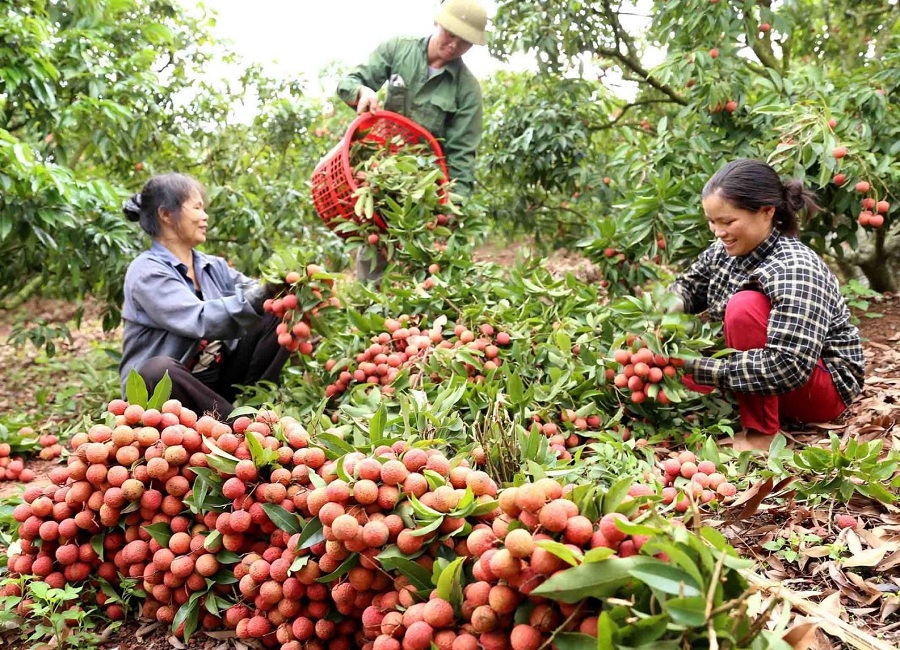 nông dân, thu hoạch, vải thiều lục ngạn